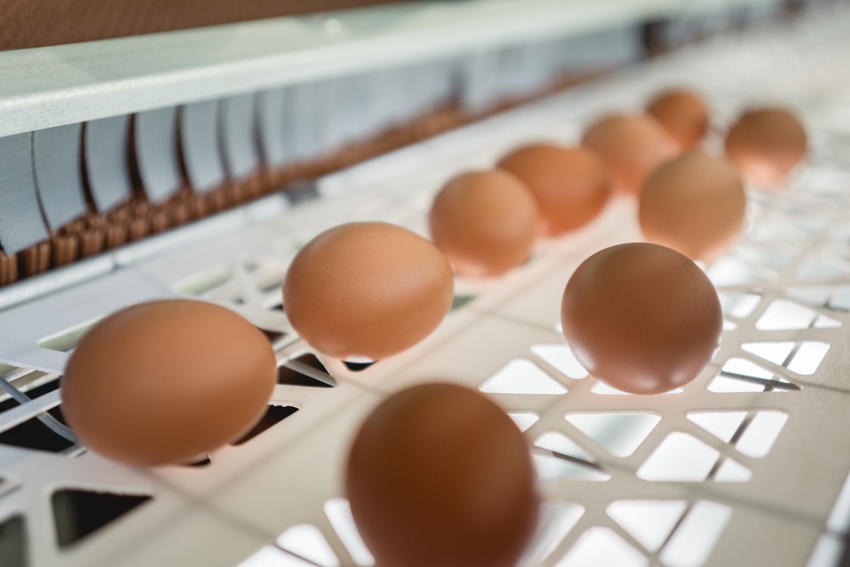 Braune Freilandeier auf dem Sortierband im Eierraum von Melhartbauer's Eierspeis