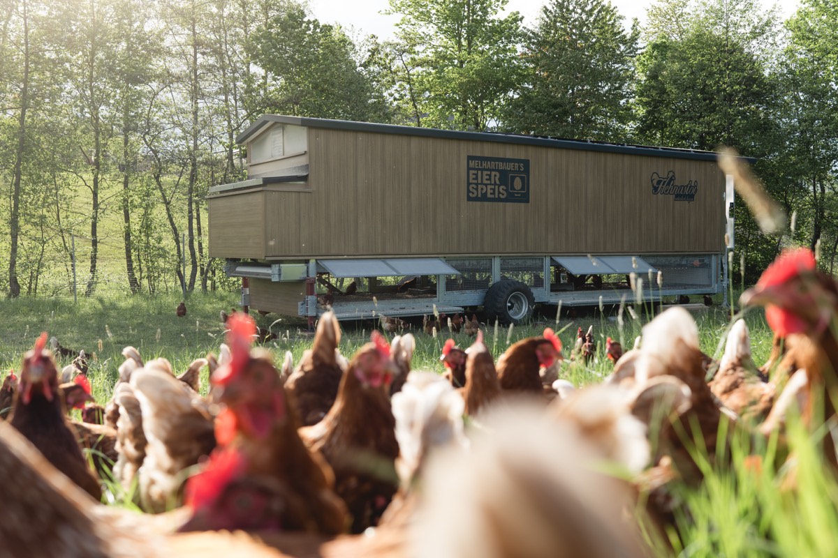 Hühnerherde vor dem mobilen Stall von Melhartbauer's Eierspeis auf der Weide