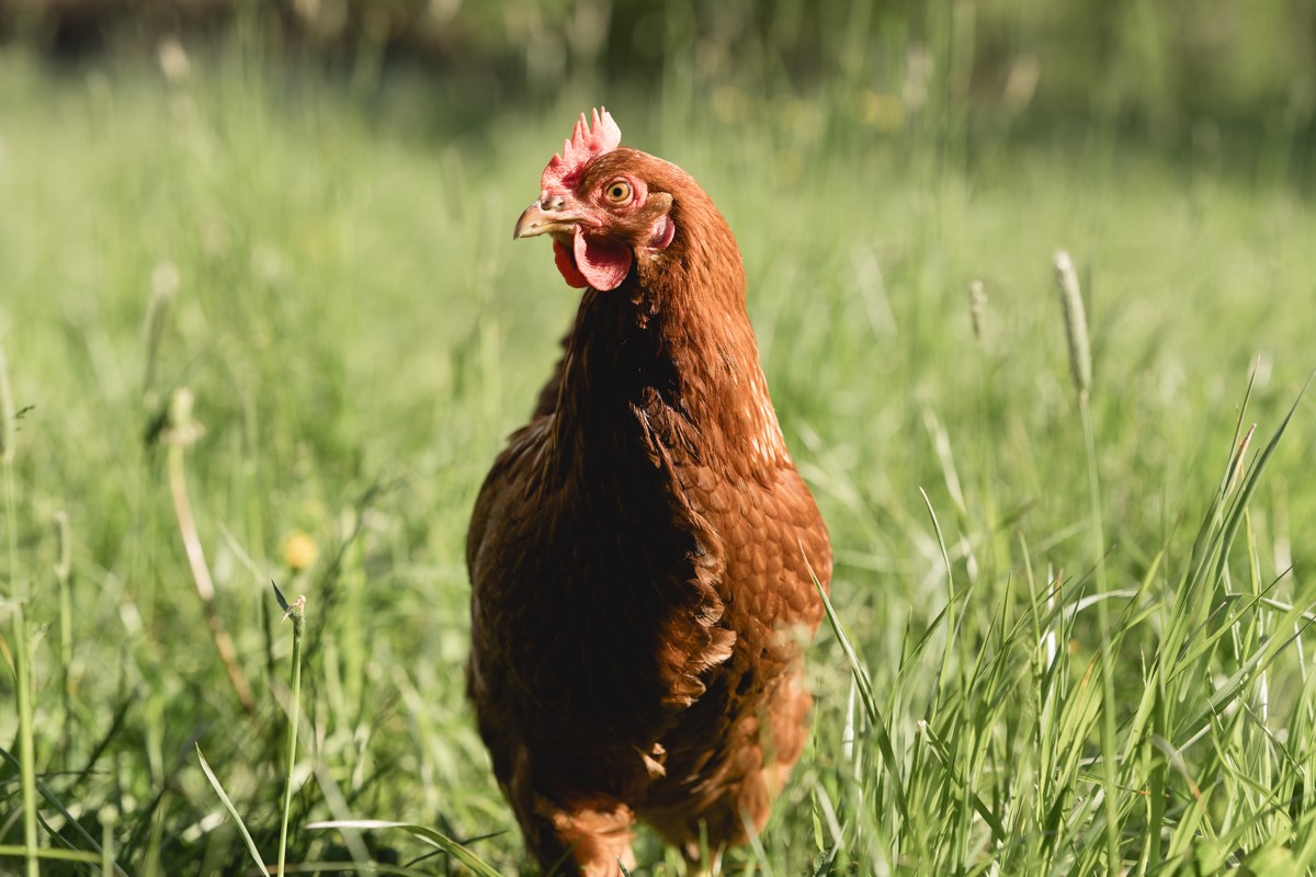 Drei braune Hühner auf Gras und Erde im schattigen Gehölz